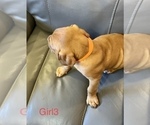 Small Photo #7 Dogue de Bordeaux Puppy For Sale in CINCINNATI, OH, USA