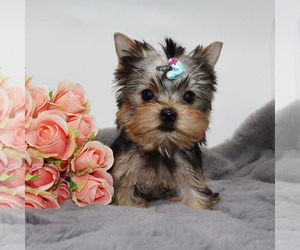 Yorkshire Terrier Puppy for sale in LOS ANGELES, CA, USA