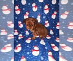 Small Photo #35 YorkiePoo Puppy For Sale in LAPEER, MI, USA