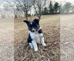 Puppy Spotify Border Collie-Papillon Mix