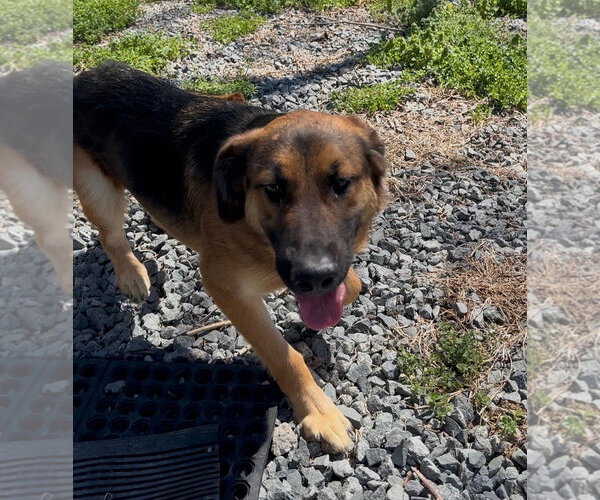 Medium Photo #2 Golden Shepherd Puppy For Sale in Thomasville, NC, USA