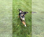 Small Mutt
