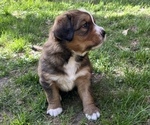 Small #2 Great Bernese