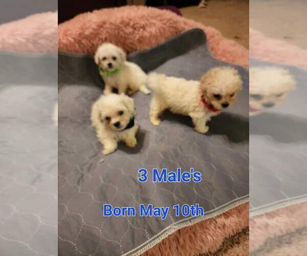 Medium Photo #2 Peke-A-Chon Puppy For Sale in BIG SANDY, TN, USA