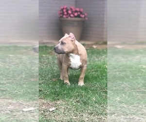American Bully Puppy for sale in LITTLE ROCK, AR, USA