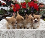 Small #5 Pembroke Welsh Corgi