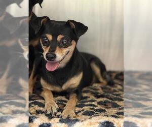 Chipin Dogs for adoption in Bakersfield, CA, USA