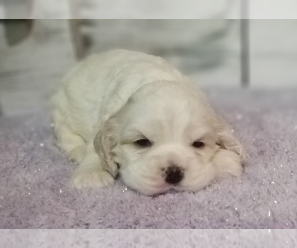 Medium Photo #16 Cocker Spaniel Puppy For Sale in TERRY, MS, USA