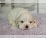 Small Photo #16 Cocker Spaniel Puppy For Sale in TERRY, MS, USA