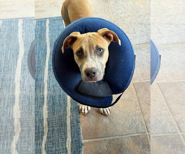 Medium Photo #5 Mutt Puppy For Sale in Orlando, FL, USA