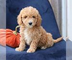 Layla - Female Goldendoodle (Miniature) Puppy for Sale - Small photo