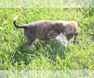 Boglen Terrier Puppy for sale in BLOOMINGTON, IN, USA
