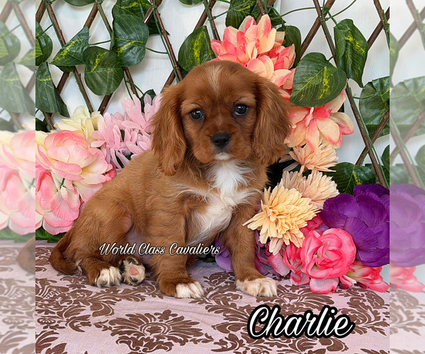 Medium Photo #1 Cavalier King Charles Spaniel Puppy For Sale in MIAMI, FL, USA