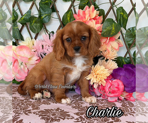 Cavalier King Charles Spaniel Puppy for sale in MIAMI, FL, USA