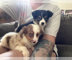 Miniature Australian Shepherd Puppy for sale in ADAIRSVILLE, GA, USA