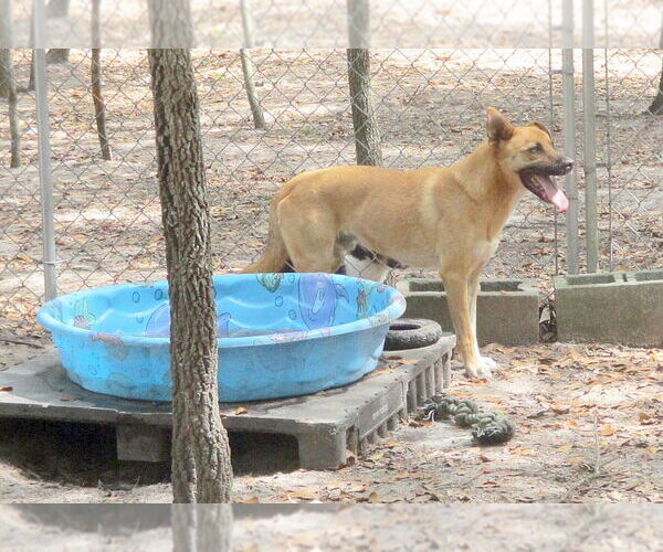 Medium Photo #3 Mutt Puppy For Sale in Camden, SC, USA