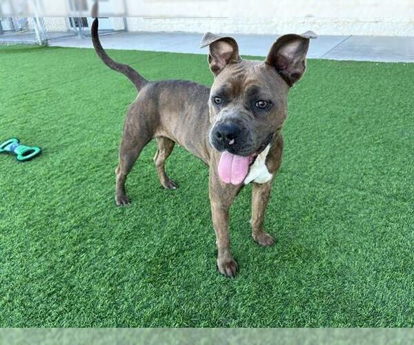 Medium Photo #1 American Staffordshire Terrier-Unknown Mix Puppy For Sale in Grand Prairie, TX, USA