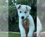 Small #1 Huskies  Mix
