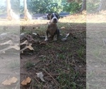 Small Photo #2 American Bully Puppy For Sale in LITTLE ROCK, AR, USA