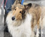 Small #1 Collie
