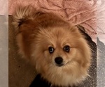 Small Photo #1 Pomeranian Puppy For Sale in MOUNTAIN VIEW, MO, USA