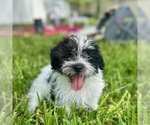 Small #4 Shorkie Tzu