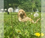 Small Photo #2 Poodle (Standard) Puppy For Sale in FRYTOWN, IA, USA