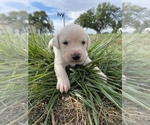 Puppy 1 Labrador Retriever