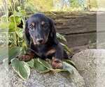 Teddy - Male Dachshund Puppy for Sale - Photo #3