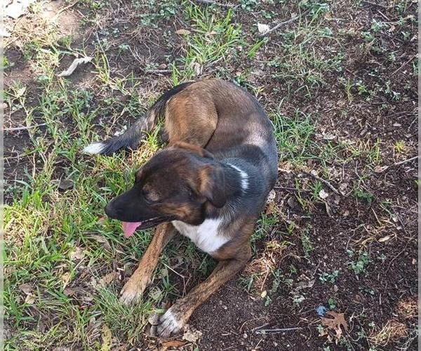 Medium Photo #1 Mutt Puppy For Sale in San Antonio, TX, USA
