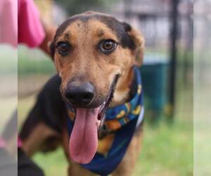 German Shepherd Dog-Unknown Mix Dogs for adoption in San Antonio, TX, USA