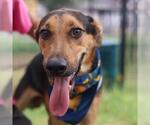 Small German Shepherd Dog Mix