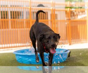 Labrador Retriever-Unknown Mix Dogs for adoption in Las Vegas, NV, USA