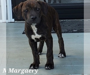 American Staffordshire Terrier-Catahoula Leopard Dog Mix Puppy for sale in JACKSONVILLE, NC, USA