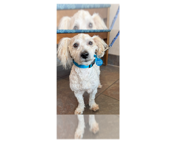 Medium Photo #12 Poodle (Miniature)-Unknown Mix Puppy For Sale in Greenbelt, MD, USA