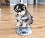 Small #3 Pomsky
