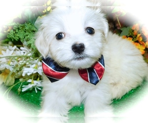 Havamalt Puppy for sale in HAMMOND, IN, USA