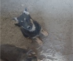 Small Photo #9 German Shepherd Dog Puppy For Sale in MONUMENT, CO, USA