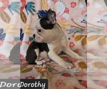 Small Photo #4 Boston Terrier Puppy For Sale in POMEROY, OH, USA