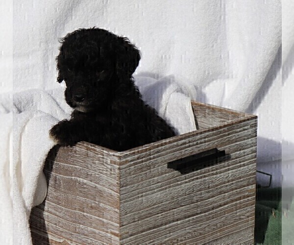 Medium Photo #2 Poodle (Standard) Puppy For Sale in LAKE CITY, FL, USA