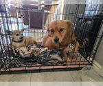 Small #1 Australian Shepherd Mix