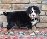 Small #1 Bernese Mountain Dog