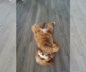 Mother of the Goldendoodle puppies born on 11/02/2025