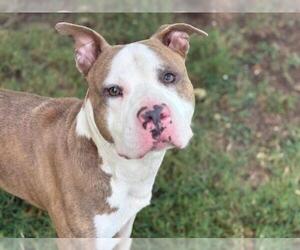 American Pit Bull Terrier Dogs for adoption in Tulsa, OK, USA