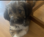 Puppy Daisy Miniature Australian Shepherd-Poodle (Standard) Mix