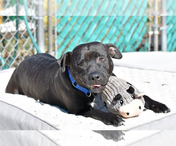 Medium Photo #4 Labrador Retriever-Unknown Mix Puppy For Sale in Spring Lake, NJ, USA