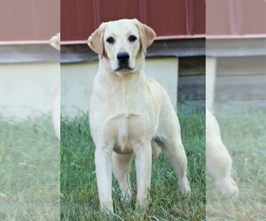 Mother of the Labrador Retriever puppies born on 06/16/2025