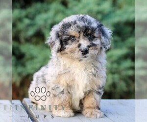 Bernedoodle (Miniature) Puppy for sale in LITITZ, PA, USA