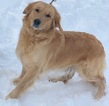 Small Photo #1 Golden Retriever-Poodle (Toy) Mix Puppy For Sale in WARSAW, IN, USA