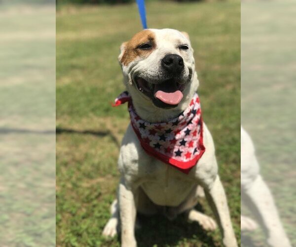 Medium Photo #3 American Bulldog-Unknown Mix Puppy For Sale in Conway, AR, USA